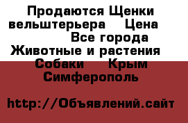 Продаются Щенки вельштерьера  › Цена ­ 27 000 - Все города Животные и растения » Собаки   . Крым,Симферополь